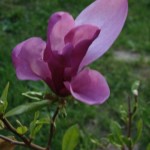 Magnolia