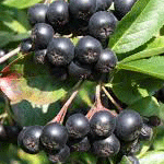 aronia