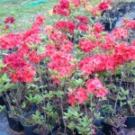 Azalia wielkokwiatowa - Szkółka roślin Stecz