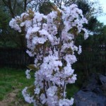 Wiśnia piłkowana - Amanogawa