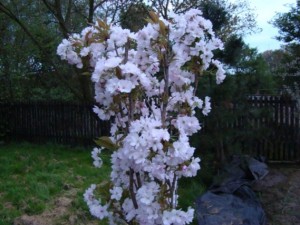 Wiśnia piłkowana - Amanogawa