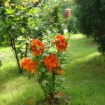 Azalia wielkokwiatowa - Szkółka roślin Stecz