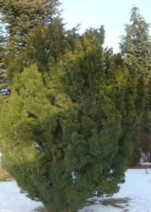 Cis - Szkółka roślin Stecz