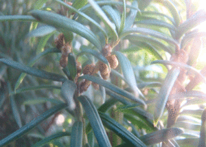 Cis - Szkółka roślin Stecz