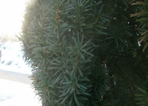 Cis - Szkółka roślin Stecz