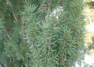 Cis - Szkółka roślin Stecz