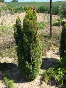 Cyprysik Lawsona-Ellwood's Gold