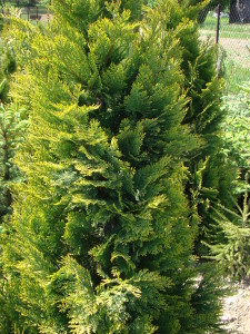 Cyprysik Lawsona Alumigold