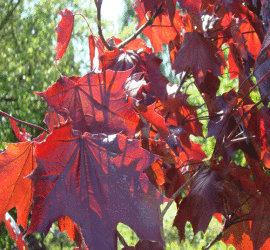Klon czerwonolistny-Szkółka roślin Stecz