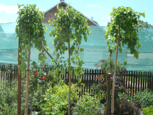 Morwa - Szkółka roślin Stecz