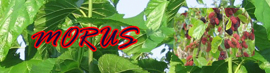 Morwa - Szkółka roślin Stecz Morwa - Szkółka roślin Stecz