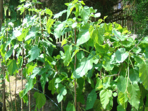 Morwa - Szkółka roślin Stecz