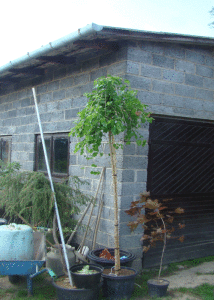 Morwa - Szkółka roślin Stecz