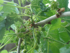 Morwa - Szkółka roślin Stecz