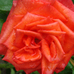 Róża - Szkółka roślin Stecz