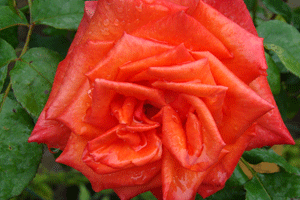 Róża - Szkółka roślin Stecz