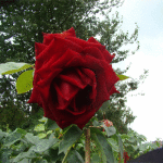 Róża - Szkółka roślin Stecz