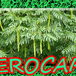 Skrzydłorzech- kaukaski