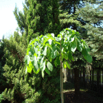 Wiąz-Camperdownii
