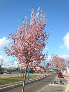 fot. Rondador CC BY 4.0 Wikimedia Commons