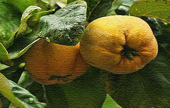 Pigwa - Szkółka roślin Stecz