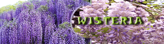 Wisteria - Szkółka roślin Stecz