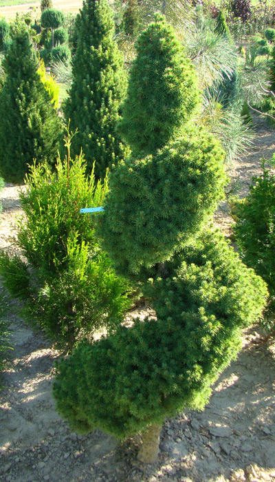 świerk Conica formowany świerk Conica formowany