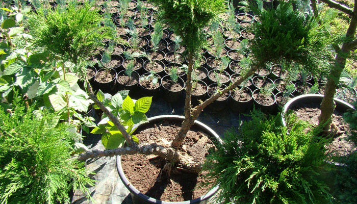 formowany jałowiec formowany jałowiec