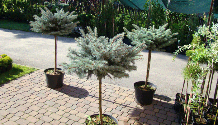 Szczepiona Glauca Globosa Szczepiona Glauca Globosa