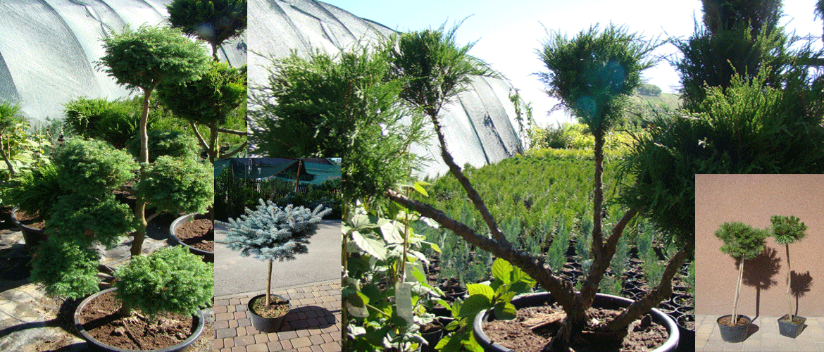 Formowane i szczepione iglaki Formowane i szczepione iglaki