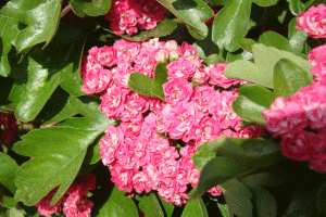 Głóg "Paul's Scarlet"