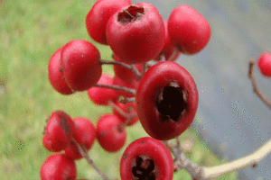 Głóg "Paul's Scarlet"