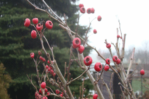 Głóg "Paul's Scarlet"