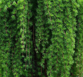 Modrzew europejski 'Pendula' - iglak o parasolowatej koronie