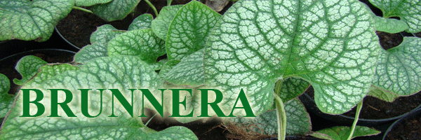 Brunnera- Szkółka roślin Stecz Brunnera- Szkółka roślin Stecz