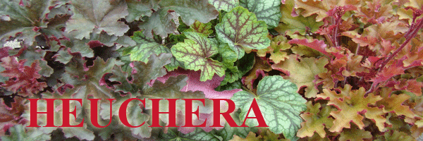 Żurawka - Szkółka roślin Stecz Żurawka - Szkółka roślin Stecz