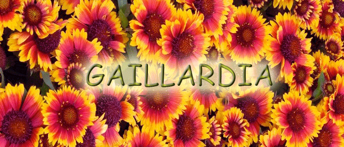 Gailardia- Szkółka roślin Stecz