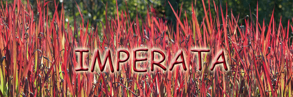 Imperata - Szkółka roślin Stecz