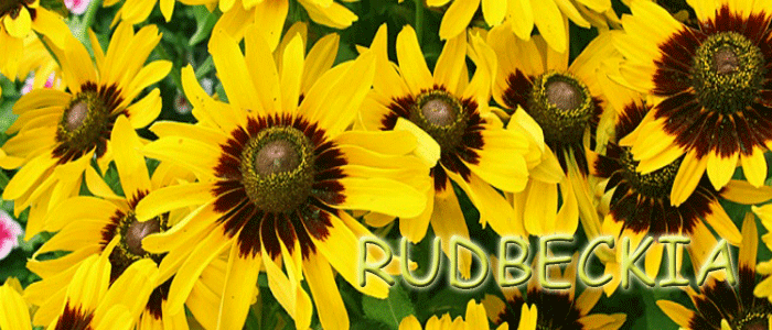 Rudbekia - Szkółka roślin Stecz Rudbekia - Szkółka roślin Stecz