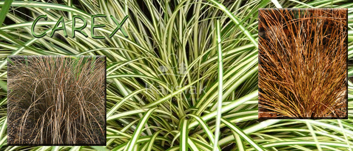 Turzyca - Szkółka roślin Stecz