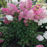Hydrangea paniculata