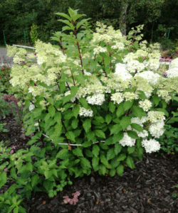 Hydrangea paniculata