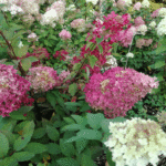 Hydrangea paniculata
