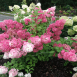 Hydrangea paniculata