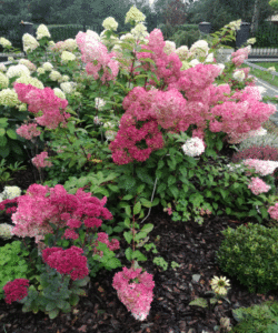 Hydrangea paniculata