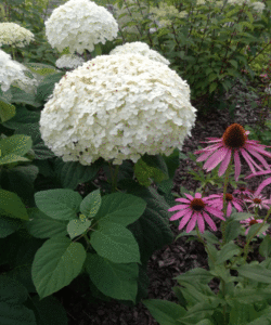 Hydrangea paniculata