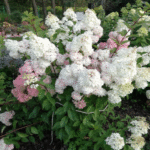 Hydrangea paniculata