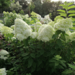 Hydrangea paniculata
