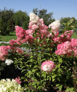 Hydrangea paniculata