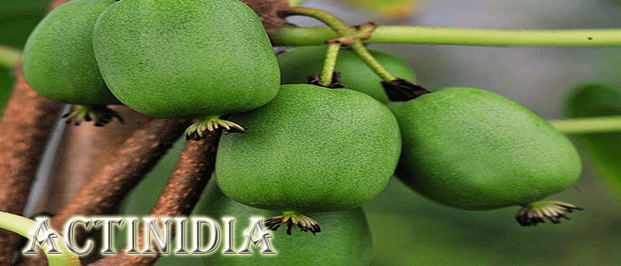 Aktinidia-Kiwi - Szkółka roślin Stecz Aktinidia-Kiwi - Szkółka roślin Stecz